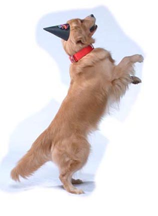 hilltop golden retrievers hilltop golden retrievers goldendoodles top breeder pa terriers hilltop golden retrievers hilltop golden retrievers goldendoodles top breeder pa terriers